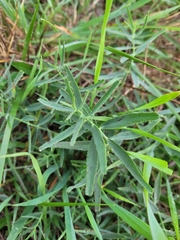 Euphorbia serrata