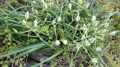 Ornithogalum refractum