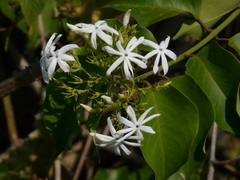Jasminum malabaricum