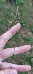 Agrostis gigantea