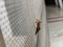 Chrysodeixis