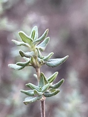 Thymus capitellatus