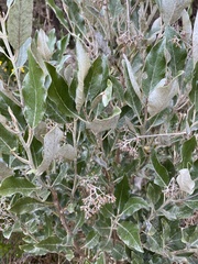 Olearia avicenniifolia