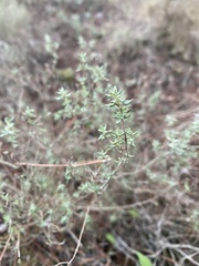 Thymus capitellatus