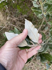 Olearia avicenniifolia