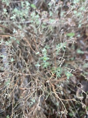 Thymus capitellatus