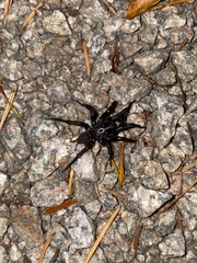 Antrodiaetus pacificus