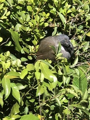 Pterorhinus chinensis