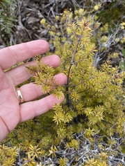 Leptecophylla juniperina
