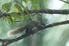 Callosciurus finlaysonii