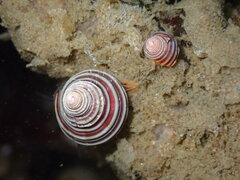 Calliostoma
