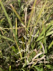 Leptomeria drupacea