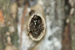 Tetragonilla collina