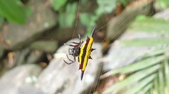 Gasteracantha fornicata