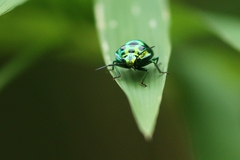 Chrysocoris stollii