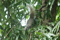 Callosciurus finlaysonii