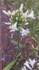 Agapanthus