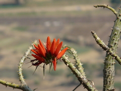 Erythrina suberosa