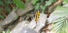 Gasteracantha fornicata