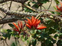 Erythrina suberosa