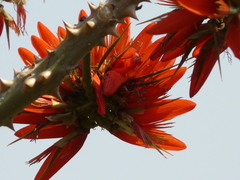 Erythrina suberosa