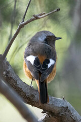 Phoenicurus auroreus