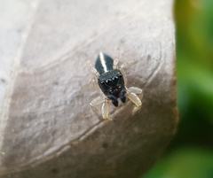 Heliophanus pistaciae