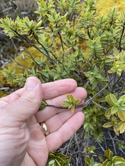 Veronica topiaria