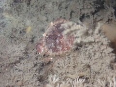 Glebocarcinus oregonensis