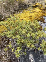Veronica topiaria
