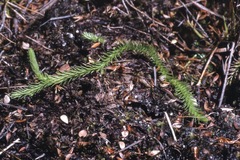 Brownseya serpentina