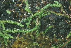 Brownseya serpentina