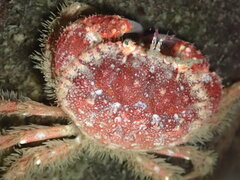 Glebocarcinus oregonensis