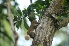 Callosciurus