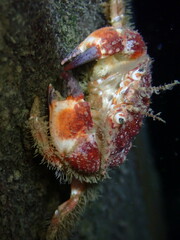 Glebocarcinus oregonensis