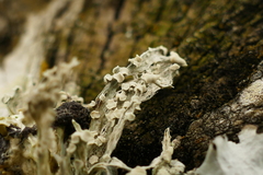 Ramalina celastri