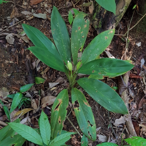Image of Aglaonema nitidum by (c) pbsg, some rights reserved (CC BY)