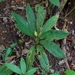 Aglaonema — photo 1