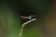 Lathrecista asiatica