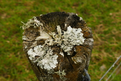 Ramalina celastri