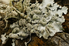 Ramalina celastri