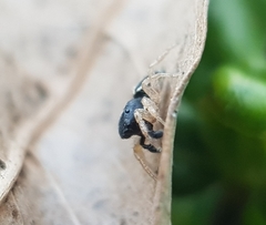 Heliophanus pistaciae