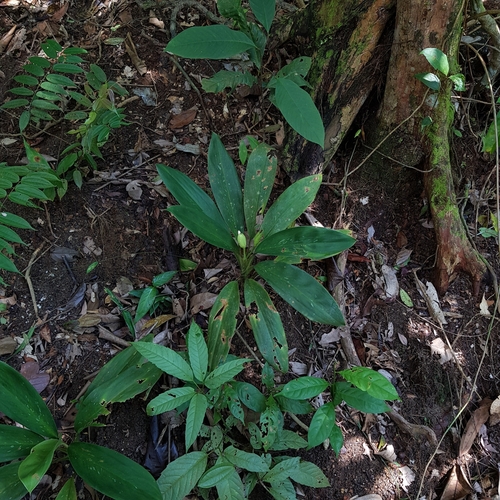 Aglaonema nitidum, photograph 6