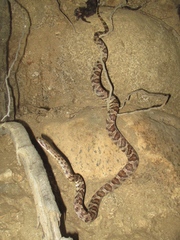 Trimorphodon lyrophanes