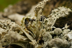 Ramalina celastri