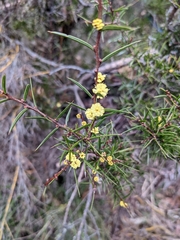 Acacia siculiformis