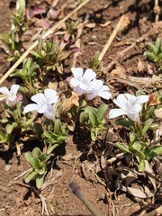 Ruellia patula