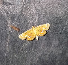 Ambia