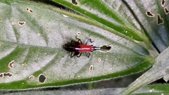 Conocephalus melaenus