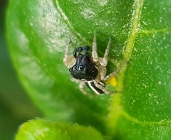 Heliophanus pistaciae